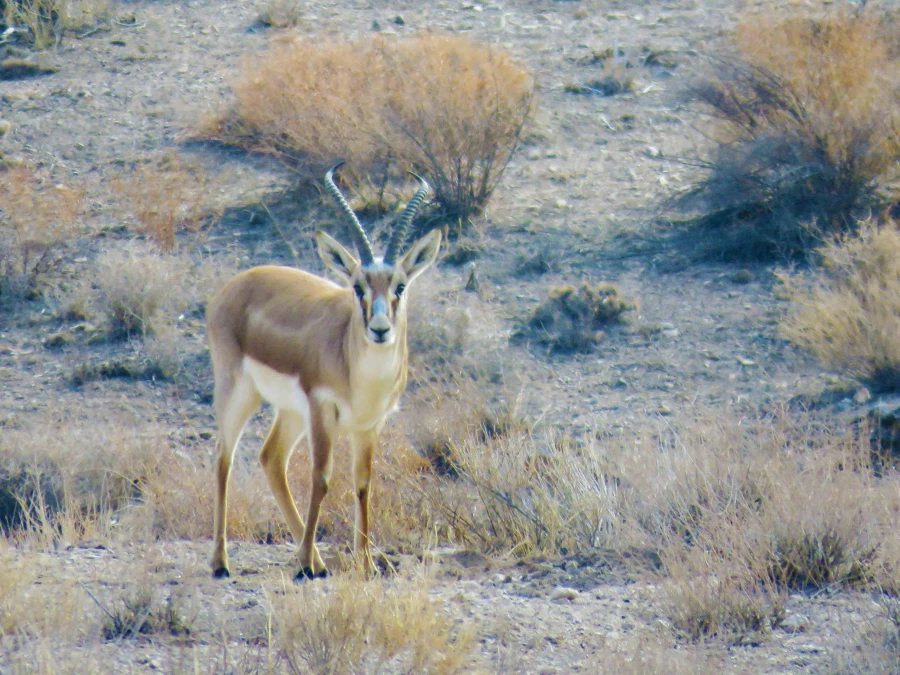 سفر آموزشی دانشجویان گروه آموزش زیست شناسی 98 به پارک ملّی و پناهگاه حیات وحش موته، با همراهی استاد دکتر فرح نسب 6
