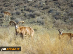 سفر آموزشی دانشجویان گروه آموزش زیست شناسی 98 به پارک ملّی و پناهگاه حیات وحش موته، با همراهی استاد دکتر فرح نسب 8