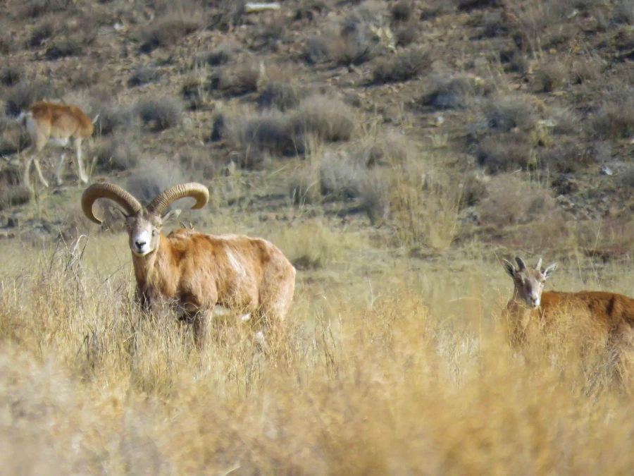 سفر آموزشی دانشجویان گروه آموزش زیست شناسی 98 به پارک ملّی و پناهگاه حیات وحش موته، با همراهی استاد دکتر فرح نسب 8