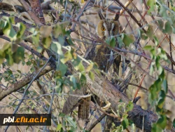 سفر آموزشی دانشجویان گروه آموزش زیست شناسی 98 به پارک ملّی و پناهگاه حیات وحش موته، با همراهی استاد دکتر فرح نسب 10