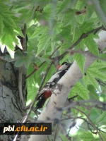 بازدید علمی دانشجویان پردیس شهید باهنر به همراه استاد فرح نسب و آشنایی با طبیعت شهری 2