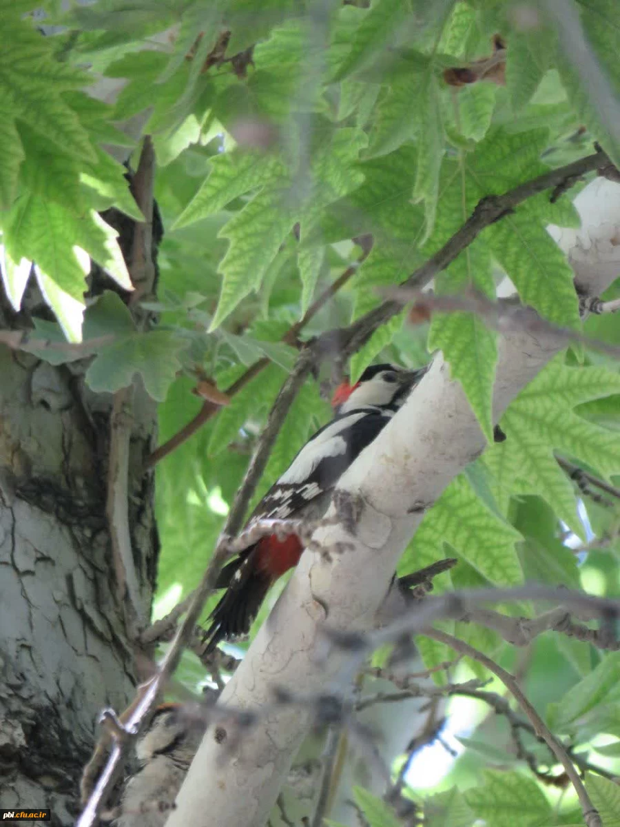 بازدید علمی دانشجویان پردیس شهید باهنر به همراه استاد فرح نسب و آشنایی با طبیعت شهری 2