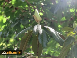 بازدید علمی دانشجویان پردیس شهید باهنر به همراه استاد فرح نسب و آشنایی با طبیعت شهری 6