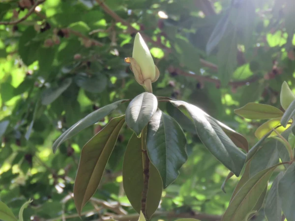 بازدید علمی دانشجویان پردیس شهید باهنر به همراه استاد فرح نسب و آشنایی با طبیعت شهری 6