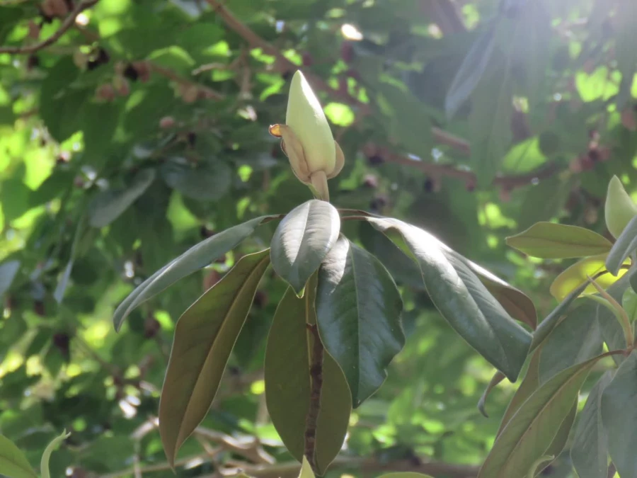 بازدید علمی دانشجویان پردیس شهید باهنر به همراه استاد فرح نسب و آشنایی با طبیعت شهری 6