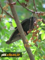بازدید علمی دانشجویان پردیس شهید باهنر به همراه استاد فرح نسب و آشنایی با طبیعت شهری 9
