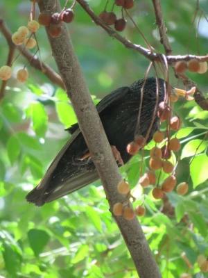 بازدید علمی دانشجویان پردیس شهید باهنر به همراه استاد فرح نسب و آشنایی با طبیعت شهری 9
