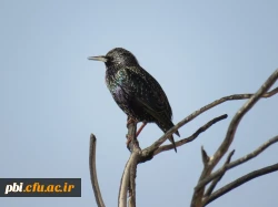 بازدید علمی دانشجویان پردیس شهید باهنر به همراه استاد فرح نسب و آشنایی با طبیعت شهری 11