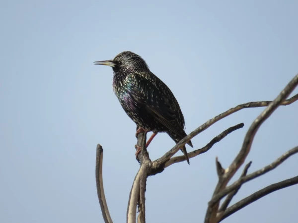 بازدید علمی دانشجویان پردیس شهید باهنر به همراه استاد فرح نسب و آشنایی با طبیعت شهری 11