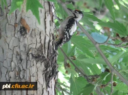 بازدید علمی دانشجویان پردیس شهید باهنر به همراه استاد فرح نسب و آشنایی با طبیعت شهری 17