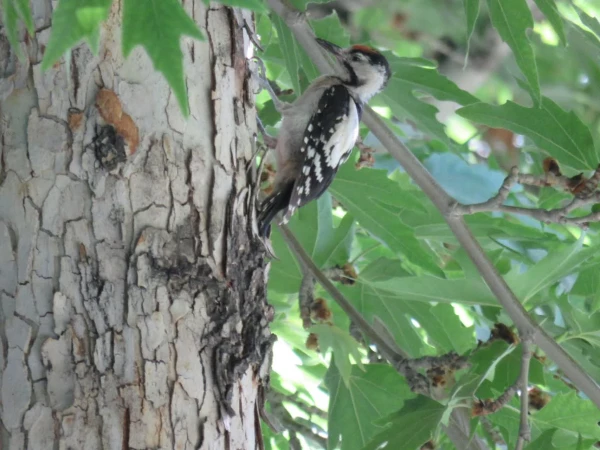 بازدید علمی دانشجویان پردیس شهید باهنر به همراه استاد فرح نسب و آشنایی با طبیعت شهری 17