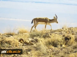 بازدید دانشجویان از پارک ملّی و پناهگاه حیات وحش موته  6