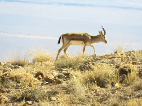 بازدید دانشجویان از پارک ملّی و پناهگاه حیات وحش موته  6